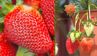 Strawberry 'Albion Everbearer' Plants - 10 Bare Roots