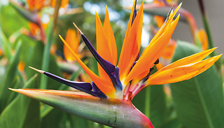 1 or 2 Strelitzia 'Bird Of Paradise' Potted Plants