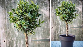Bay Double Twisted Stem 17cm Potted Tree - 1 or 2