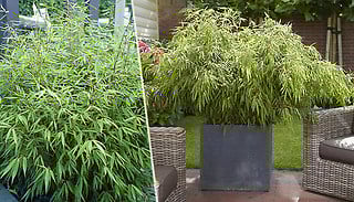Pair Of Fountain Bamboos - Fargesia Rufa