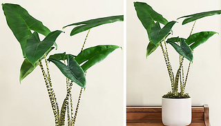 Alocasia Zebrina House Plant 17cm Pot