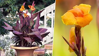 The Original Canna 'Lily' Tropicanna Plant