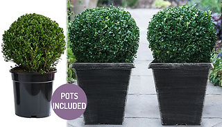 Buxus Sempervivum Ball With Biscotti Pot - 1 or 2 Plants