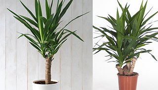 Giant Yucca Elephantipes House Plant