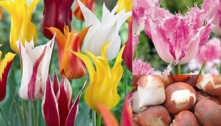 Exotic Tulip Collection - 41 Top Size Bulbs