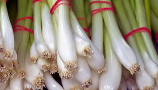 275 Seeds of 'White Lisbon' Spring Onion