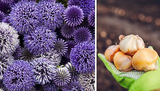 50 x Spring Flowering Allium Bulbs