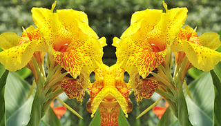 Canna 'Lily' Tropicanna Gold Plant