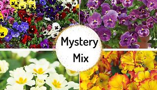 Nurseryman's Choice Winter Bedding - 36 or 72 Plug Plants! 
