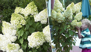 PRE SALE: Hydrangea Paniculata 'Magical Moonlight' Plants - 1, 2 or 3...