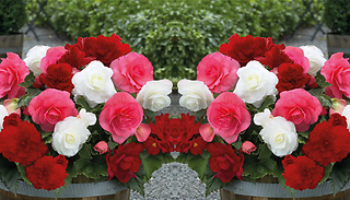 Begonia 'Non-Stop' Berries & Cream Tubers - 5, 10 or 20