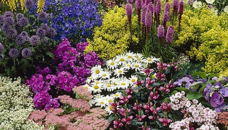 Lucky Dip Perennial 12 Plant Collection