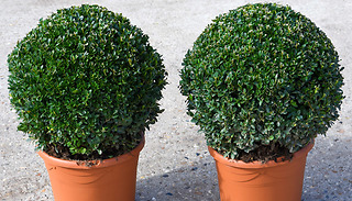 1 or 2 Buxus Sempervivum Box Ball 23cm Shrubs - Optional Pots