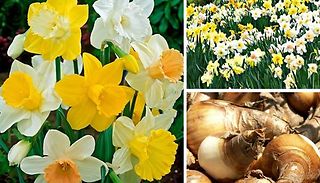 Daffodil Bulbs Mix
