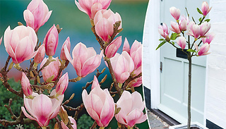 Magnolia 'Red Lucky' 1-Metre Patio Plant - 1, 2 or 3-Pack