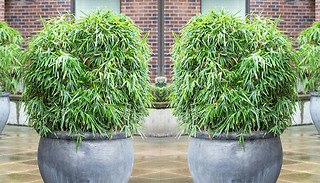 Fargesia Asian Wonder Umbrella Bamboo - 1, 2 or 3 Plants