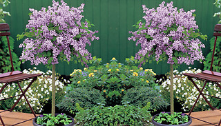 Lilac Dwarf 'Palibin' Trees in 2L Pot - 1, 2 or 3