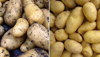 Salad Potato Charlotte Seeds - 5-20 Seeds