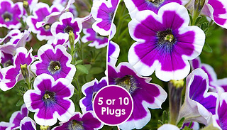 PRE-SALE: Petunia Hippy Chick Violet - 5 or 10 Plants