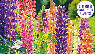 Lupin Russell Hybrids Bare Roots - 3, 6 and 12 Roots