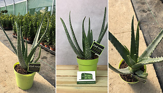 Aloe Vera Plant