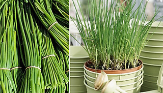 Chive Seed Packet - Contains up to 190 seeds!