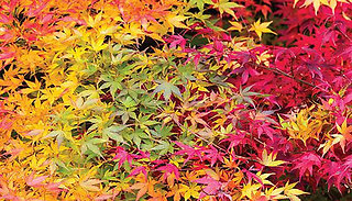 Japanese Maple Acer Plant - 1, 2, or 4 
