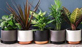 3 or 6 Scandi Mixed Houseplants in 12cm Pots
