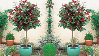 Photinia Fraseri 'Red Robin' 3L Plants - 1 or 2