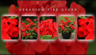Geranium Fire Queen - 12 x Plug Plants