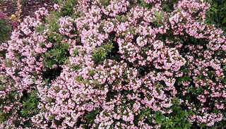 Escallonia Showstopper 3L Potted Plant