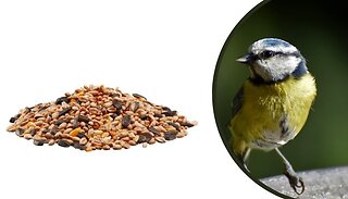 Happy Beaks All Season All Year Mix - 5 Sizes