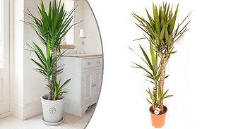Yucca 3 Stem 1.3m Potted Plant