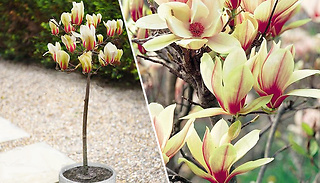 Magnolia 'Sunrise' Patio Plant - 1, 2 or 3 Plants