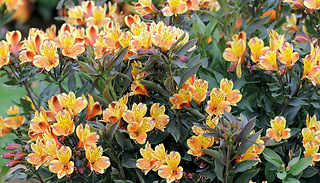 1 or 3 Alstroemeria 'Summer Breeze' Plants