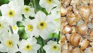 6 Daffodil Lieke Bulbs - Jonquil Variety