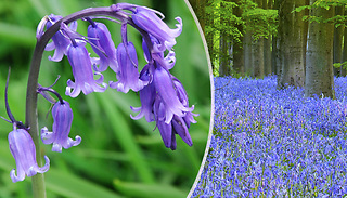 English Bluebell Hardy Bulbs - 25, 50 or 100