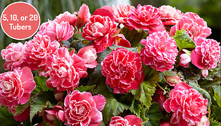 Begonia 'Camelia' Waterproof Plant - 5, 10 or 20 Tubers