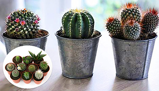 Cactus Collection - 5 or 10 Potted Plants