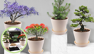 Mini Bonsai Growing Kit