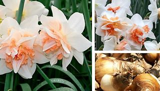 7-Pack Daffodil Replete Bulbs