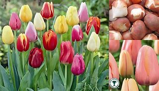 Full Season Tulip Collection - 69 Bulbs