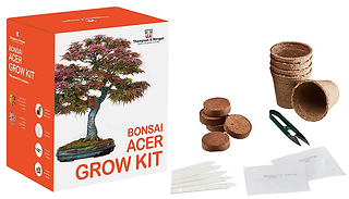 Bonsai Acer Tree Growing Kit