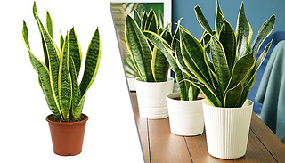 Variegated Snake Plant (19cm Pot) - 1 or 2-Pack