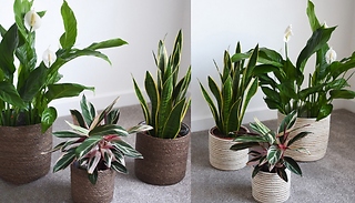 3-Pack of Seagrass Planter Baskets - 5 Colours