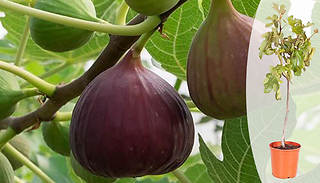 Fig 'Brown Turkey' Standard