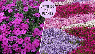 Phlox Creeping Fragrant Flower Collection - 5, 10, 20, 50 or 100 Plants