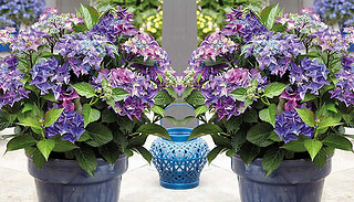 Hydrangea 'Black Diamonds Shining Angel Blue' - 1, 2 or 3 Plants!