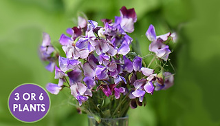 Sweet Pea '3 Times as Sweet' Tri-Colour Premium Plants - 3 or 6 Plugs