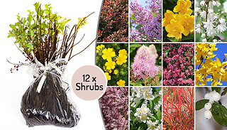 12-Pack of Ultimate Winter Hardy Shrubs
